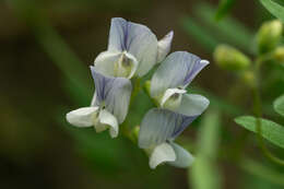 Image of Vicia vicina Clos