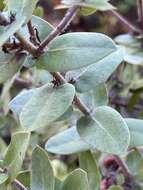 Arctostaphylos pajaroensis (J. E. Adams ex Mc Minn) J. E. Adams resmi