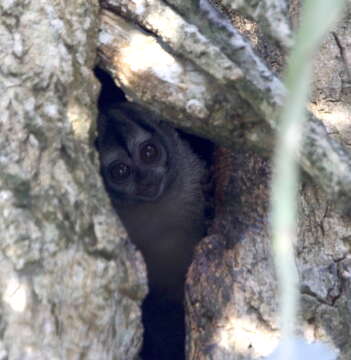 Image of Panamanian Night Monkey