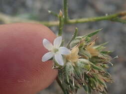 Imagem de Eriastrum sparsiflorum (Eastw.) Mason