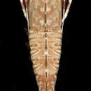 Sivun Sicyonia brevirostris Stimpson 1871 kuva