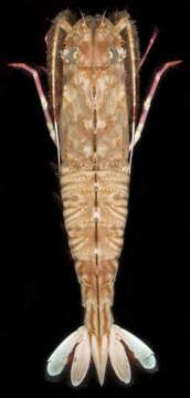 Sivun Sicyoniidae Ortmann 1898 kuva