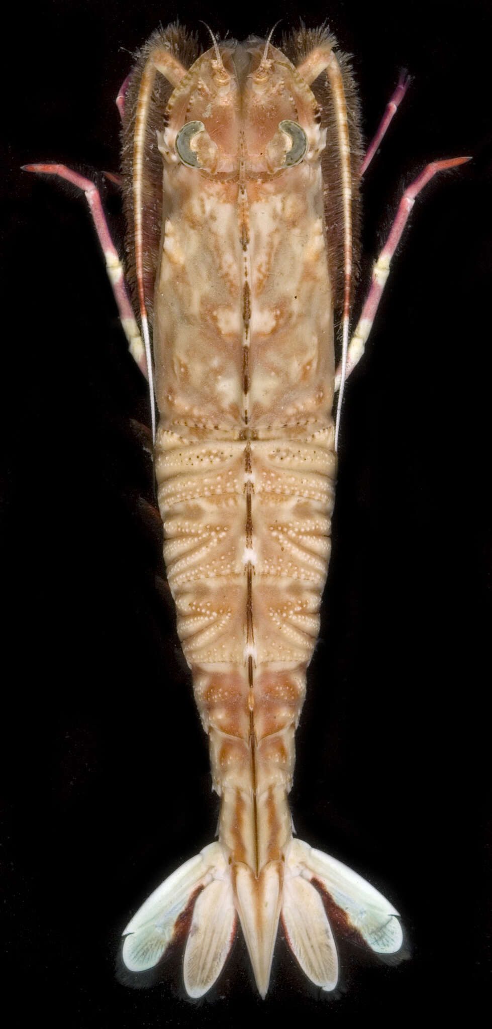 Image of Rock shrimp