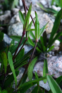 Image of Heliosperma alpestre (Jacq.) Griseb.