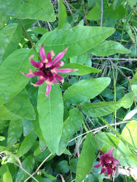 Image of western sweetshrub