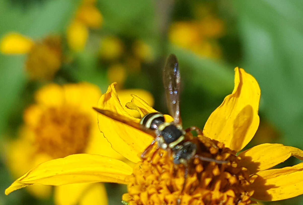 Image of Texas Nomad Bee