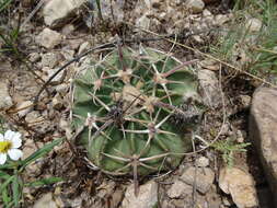 Image of Horse Crippler Cactus