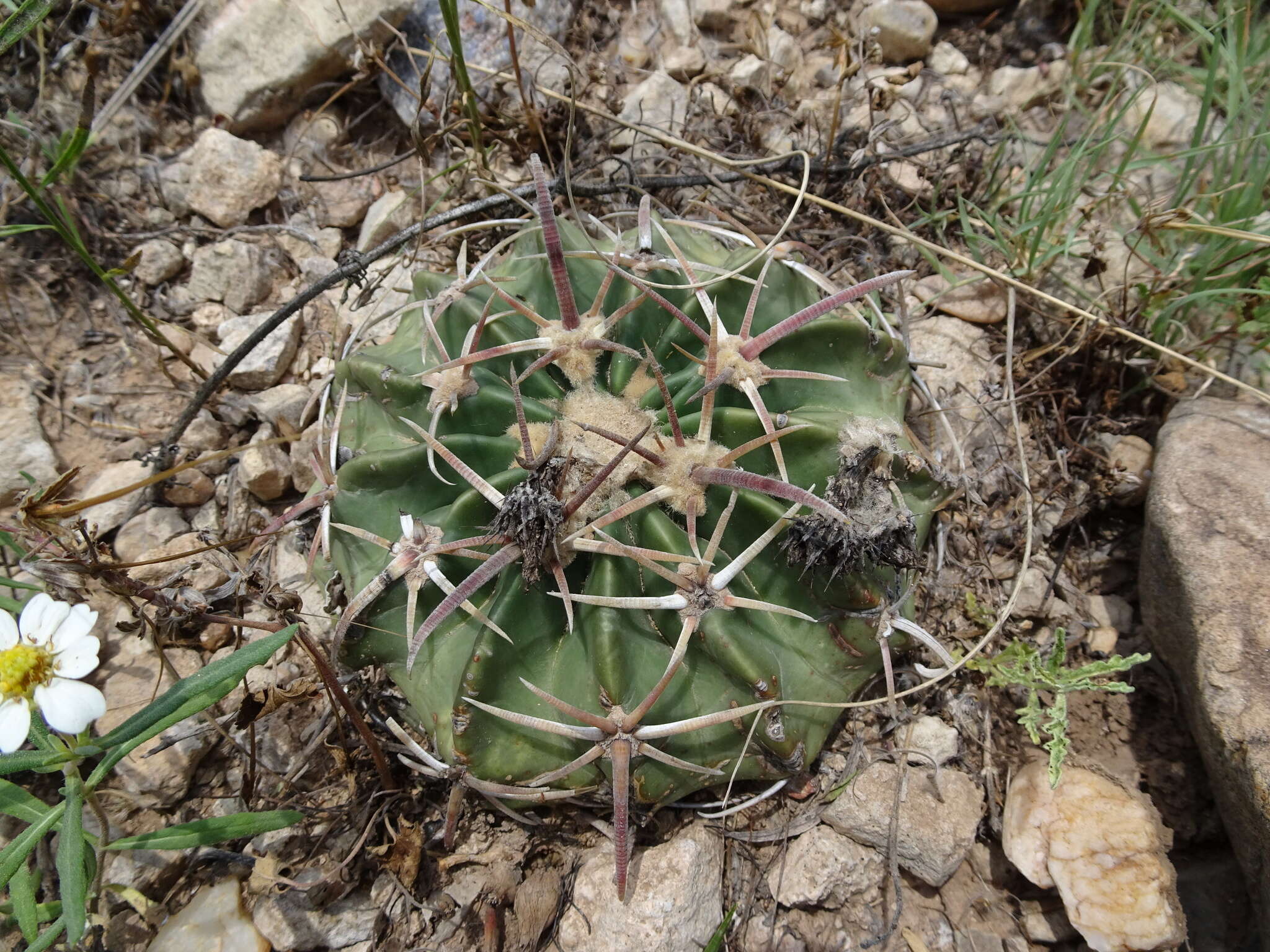 Image of Horse Crippler Cactus