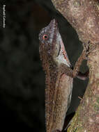 Image of Anolis bicaorum (Köhler 1996)