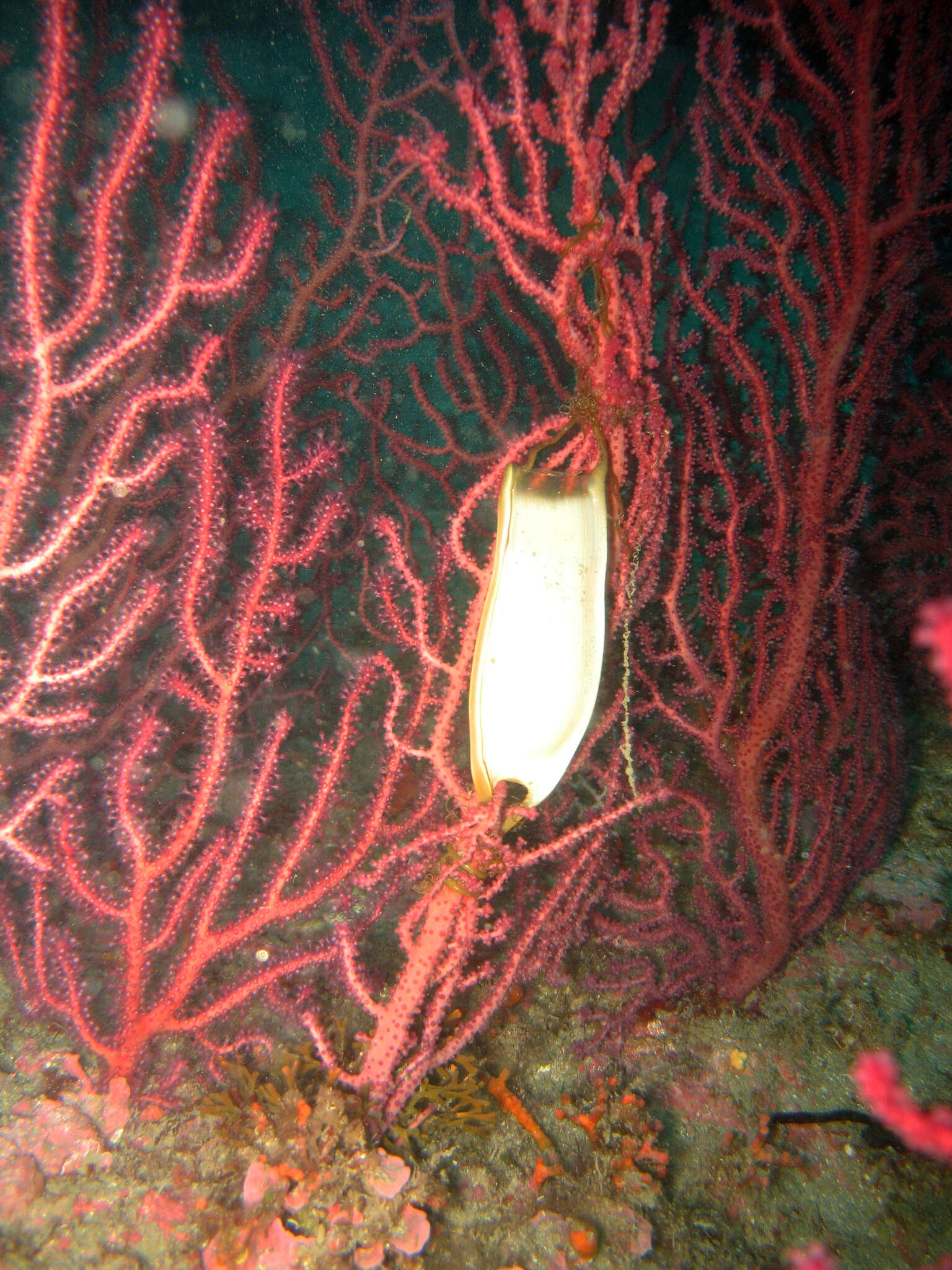 Image of chameleon sea fan