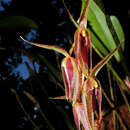 Imagem de Pleurothallis pedunculata (Klotzsch) Rchb. fil.
