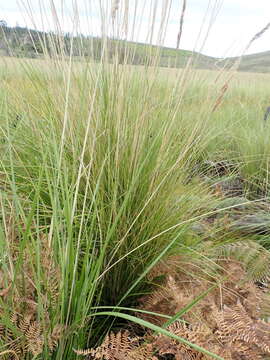 Image of Capeochloa cincta (Nees) N. P. Barker & H. P. Linder