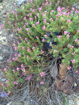 Image of Gongylocarpus fruticulosus Brandeg.