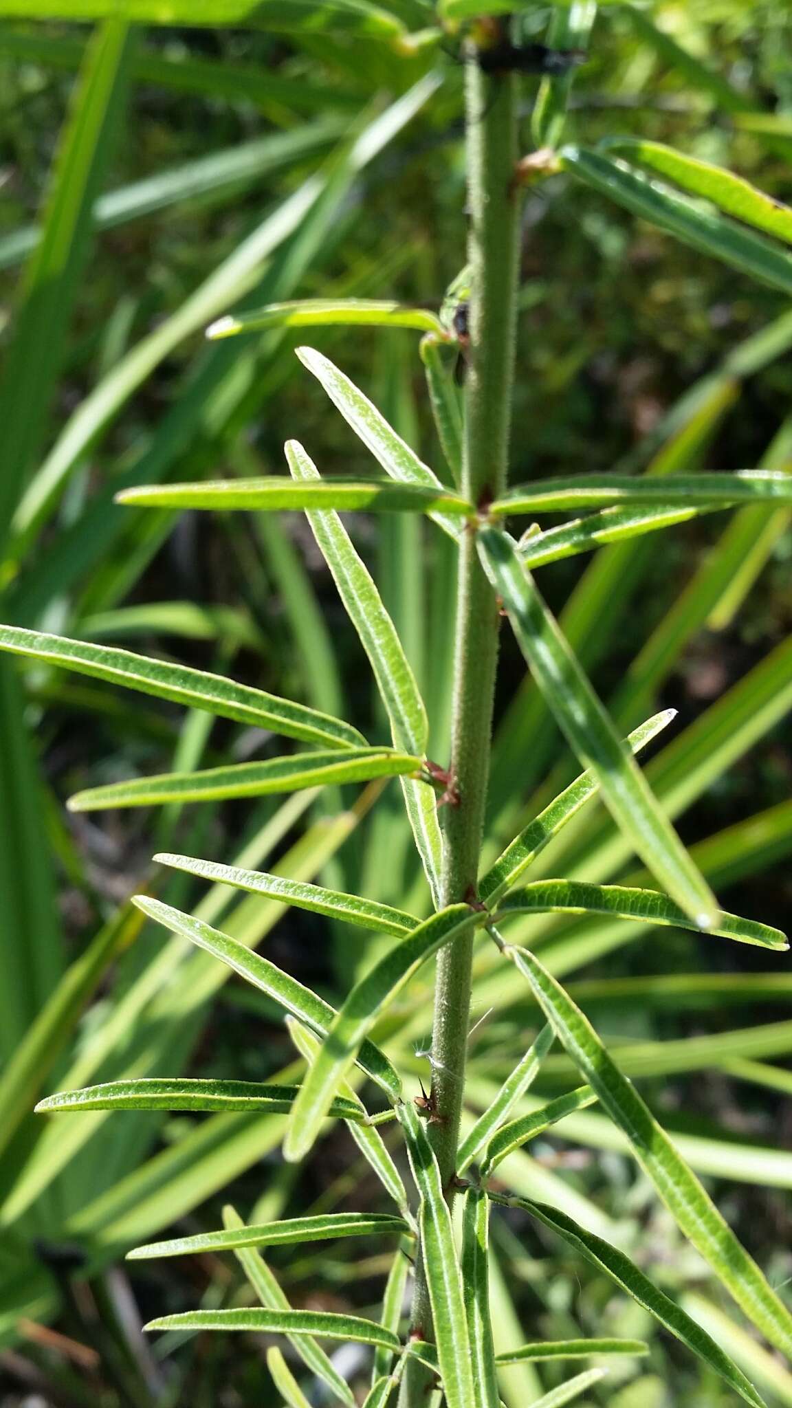 Image of Slim-Leaf Tick-Trefoil