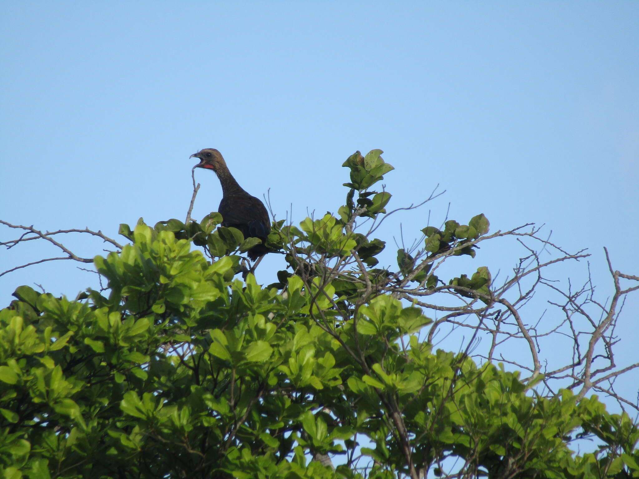 Image of Brazilian Chachalaca