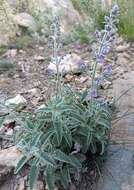 Image de Nepeta nepetella L.