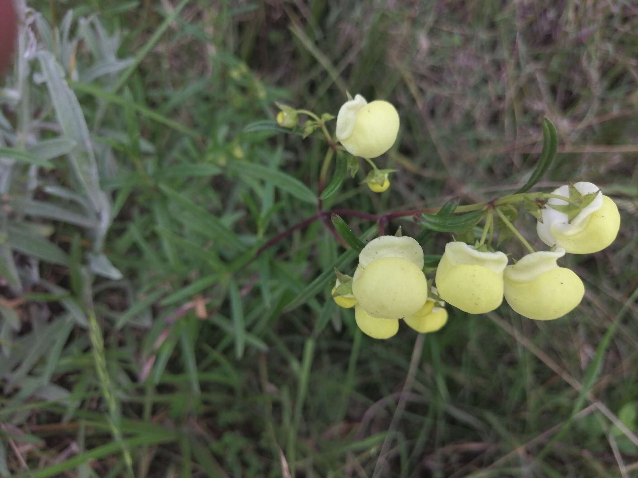 Image of Calceolaria hyssopifolia Kunth