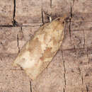 Image of Planotortrix octoides Dugdale 1990