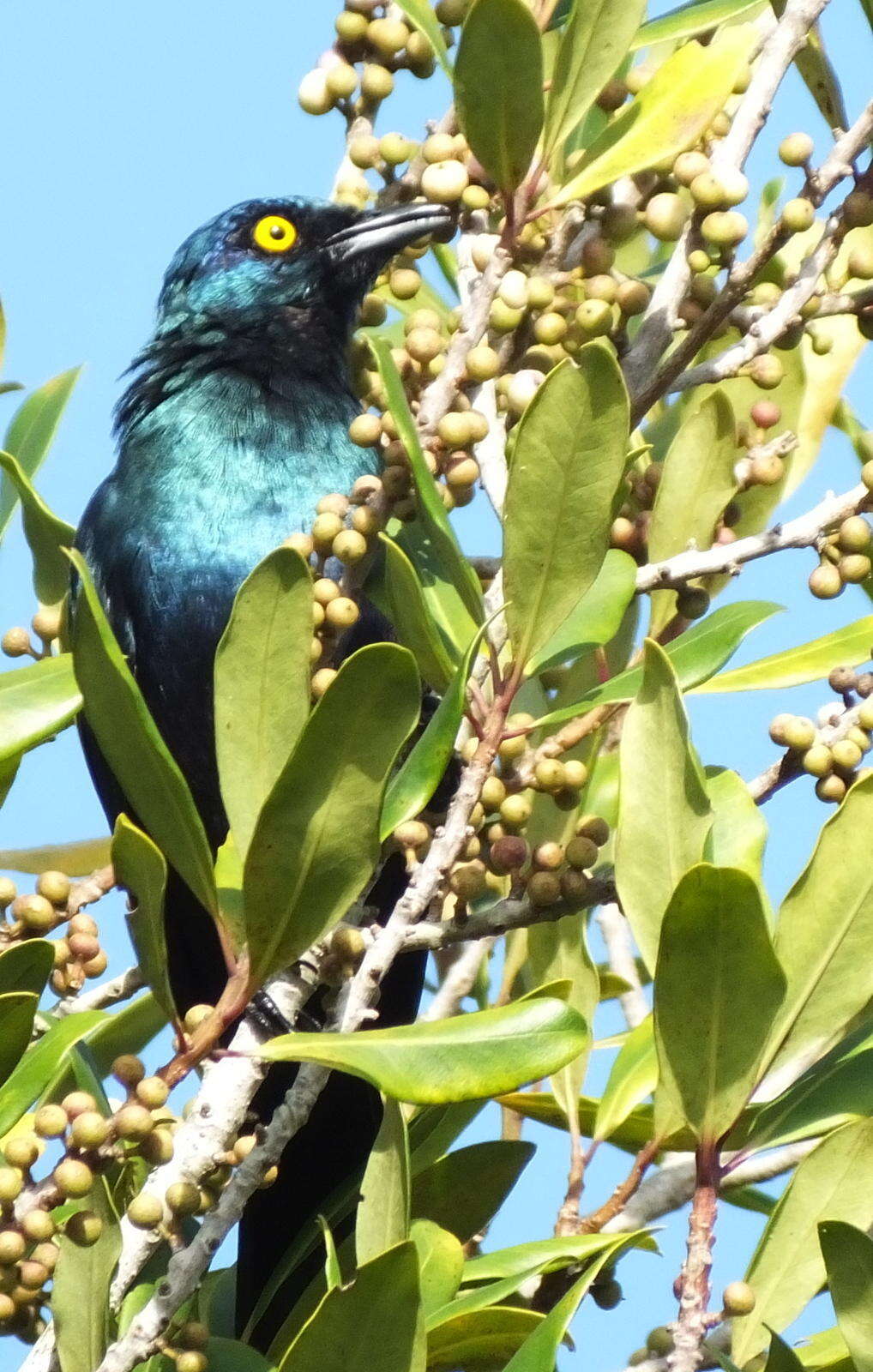 صورة Myrsine melanophloeos (L.) R. Br.