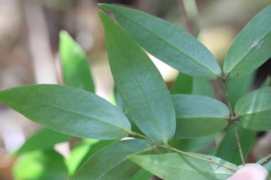 Image of Ripogonum fawcettianum F. Muell. ex Benth.