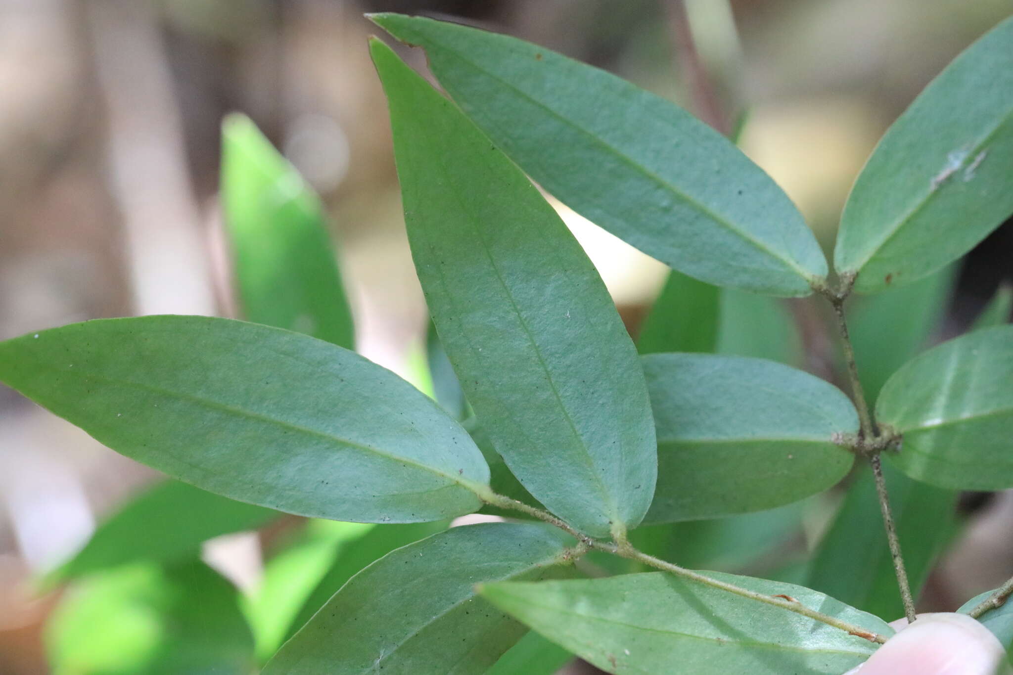 Image of Ripogonum fawcettianum F. Muell. ex Benth.