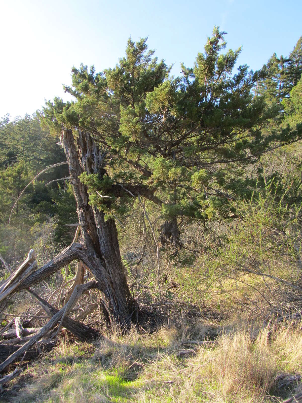 صورة Cupressus goveniana var. abramsiana (C. B. Wolf) Little