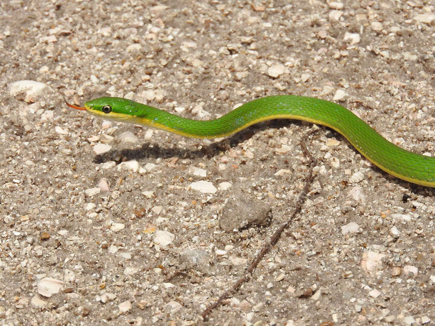 Imagem de Opheodrys aestivus carinatus Grobman 1984