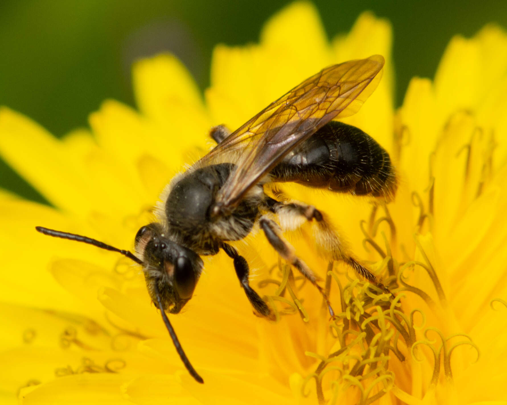 Andrena rufosignata Cockerell 1902 resmi