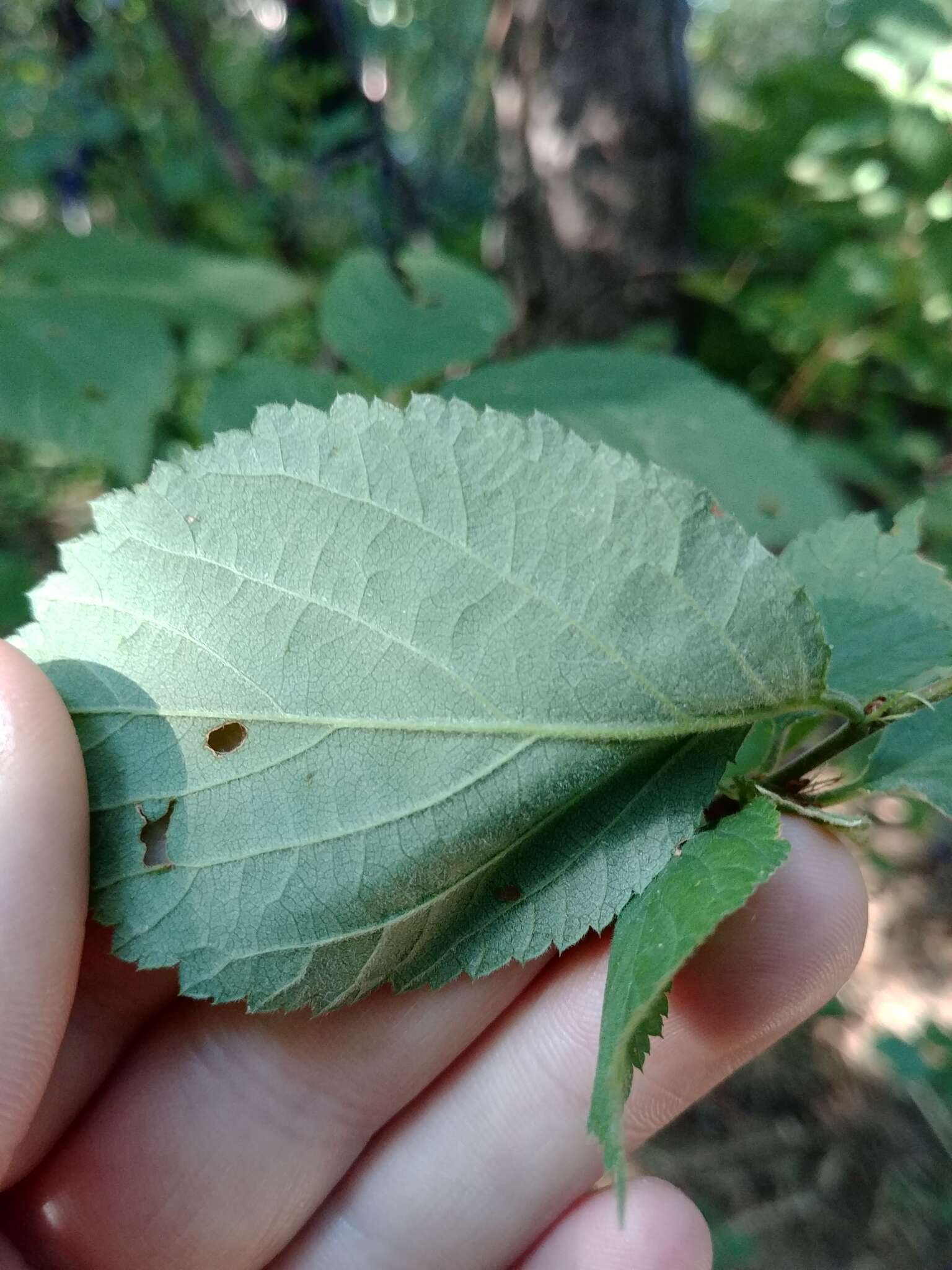 Sivun Prunus triloba Lindl. kuva