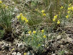 Image of Linaria altaica Fischer ex Ledeb.