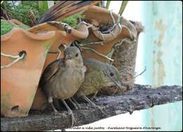 Image of Pale-breasted Thrush