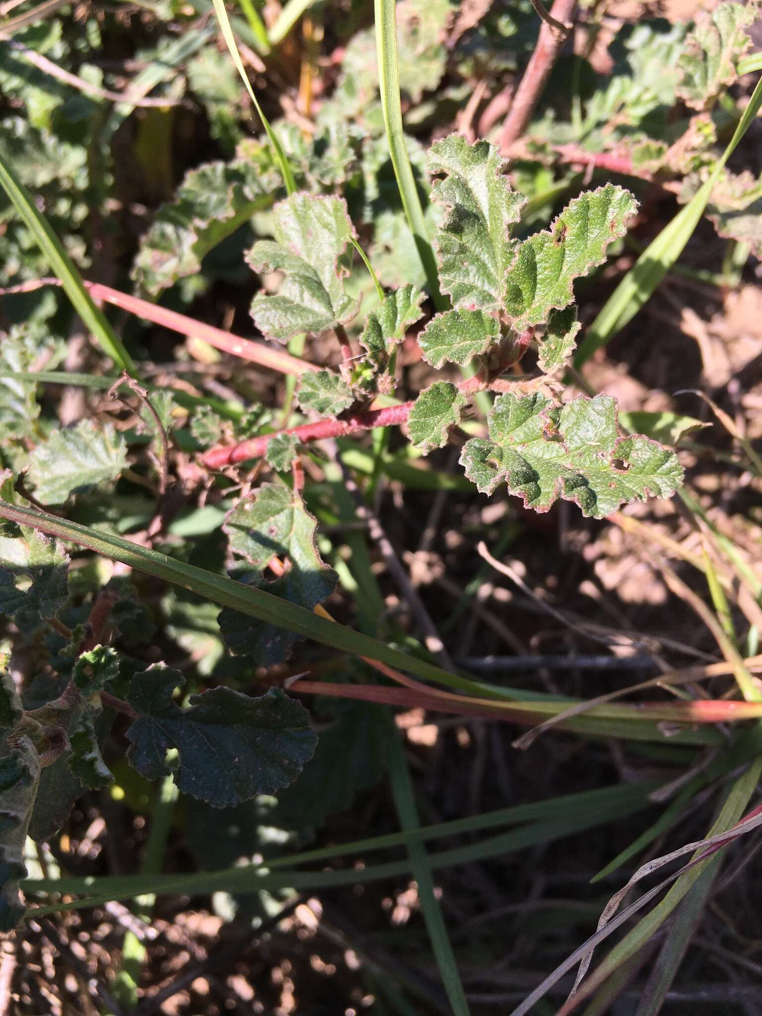 Image of Hermannia althaeoides Hort. ex Link