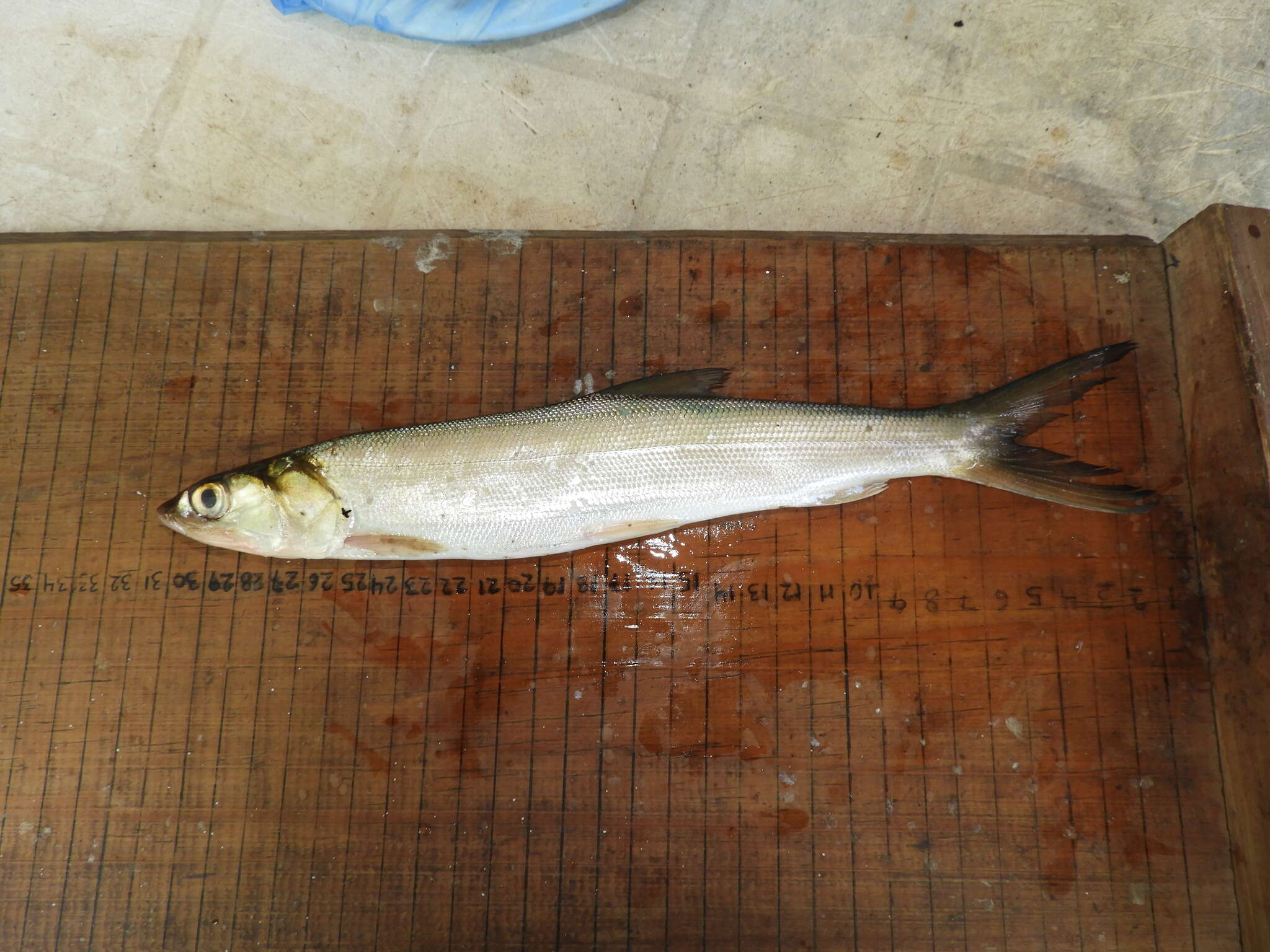 Image of Ladyfish