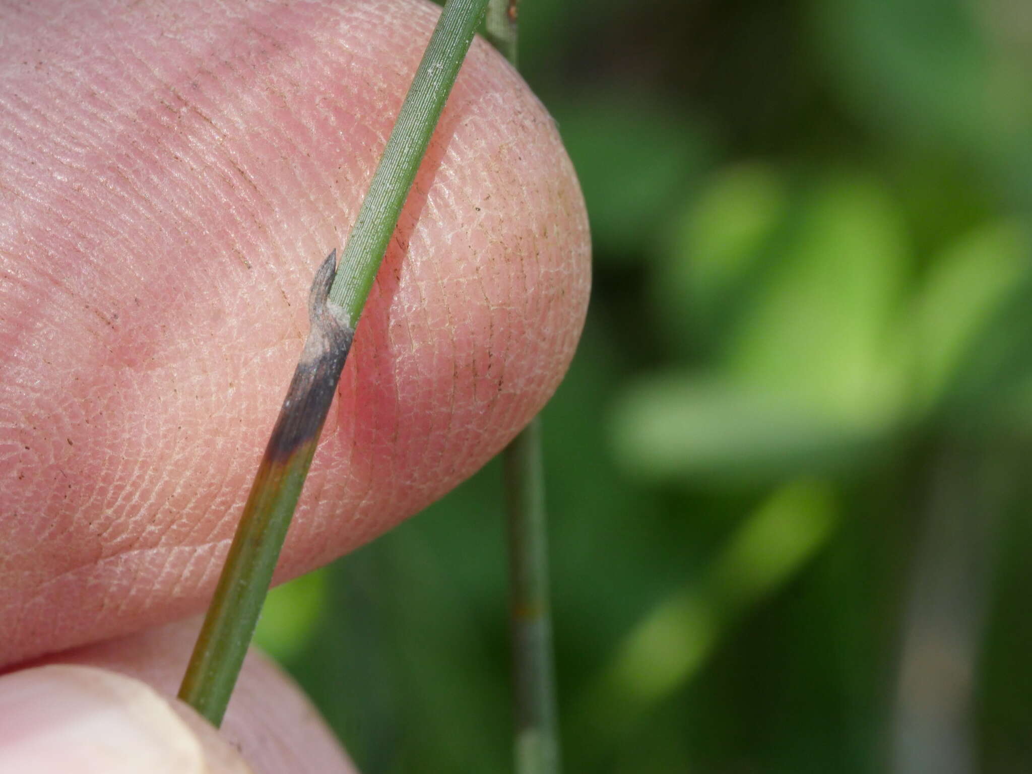 Image of Machaerina juncea (R. Br.) T. Koyama