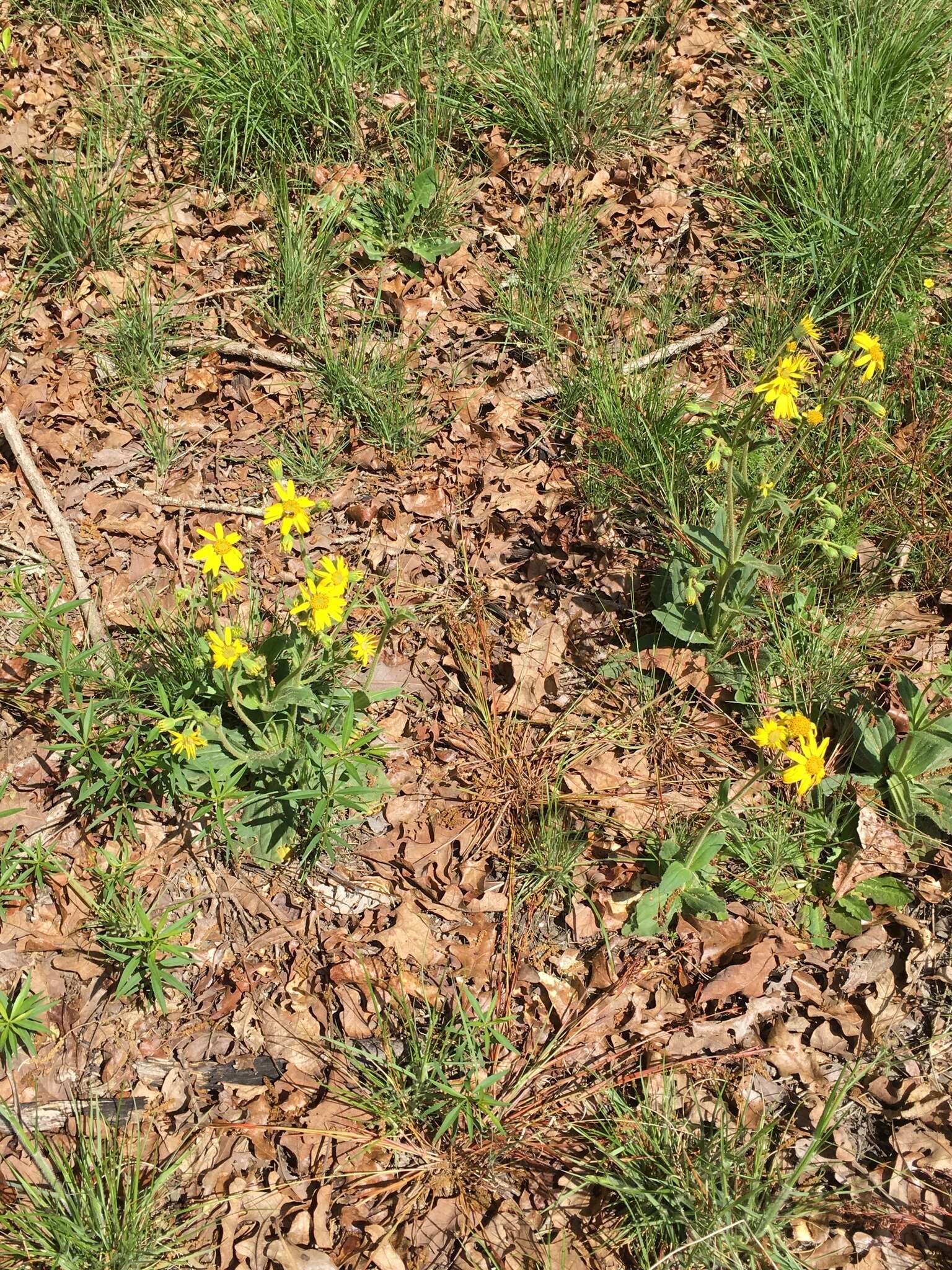 Image of Common Leopardbane