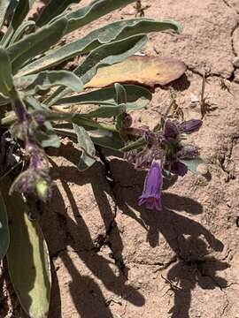 Image of shortstem beardtongue