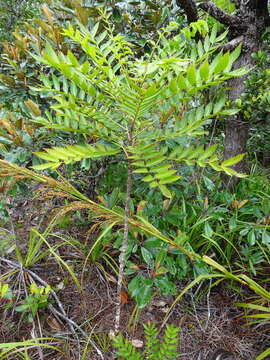 Image of Myodocarpus