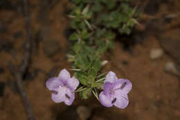 Imagem de Barleria mysorensis Heyne