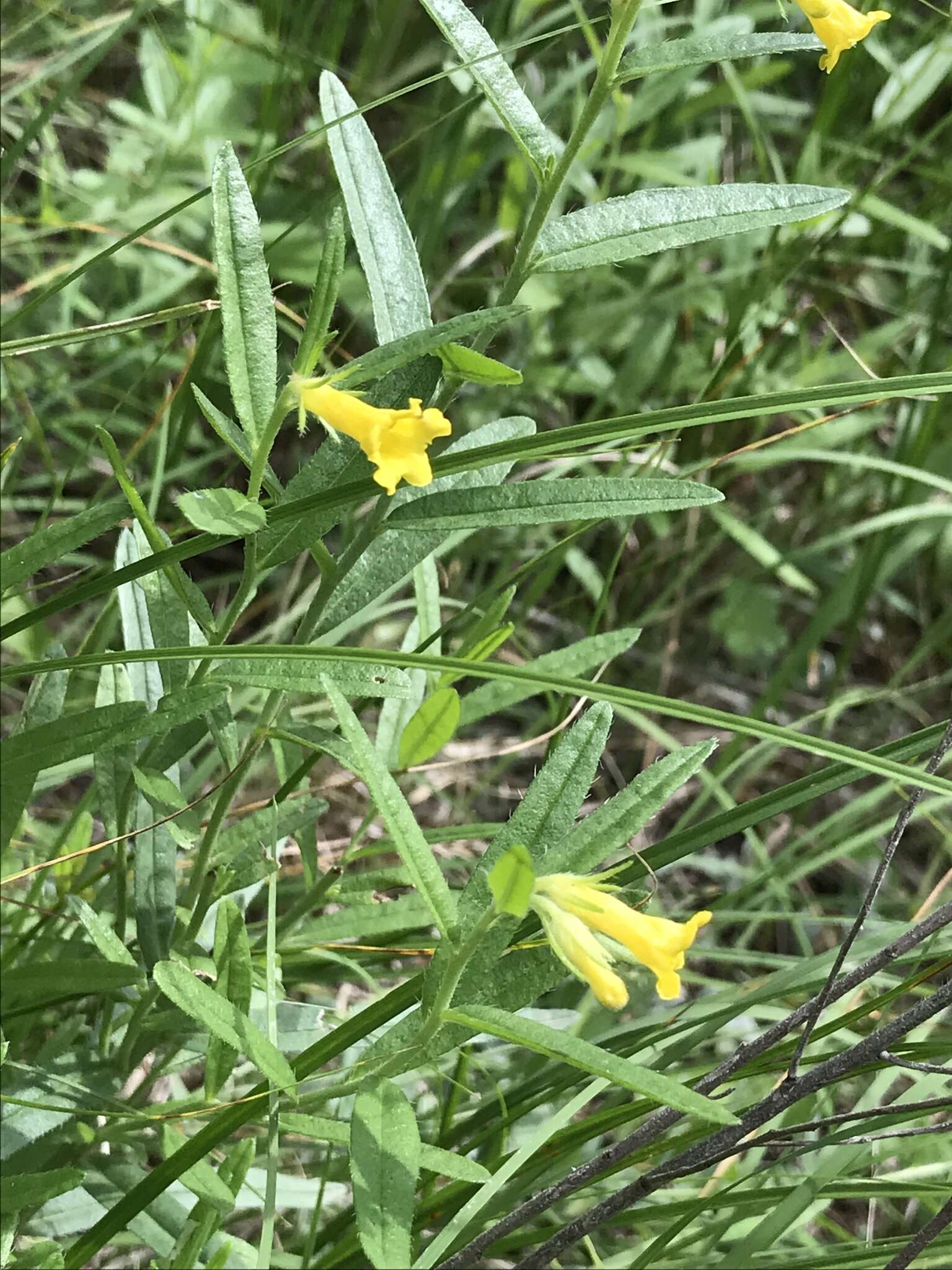 صورة Lithospermum multiflorum S. Wats.