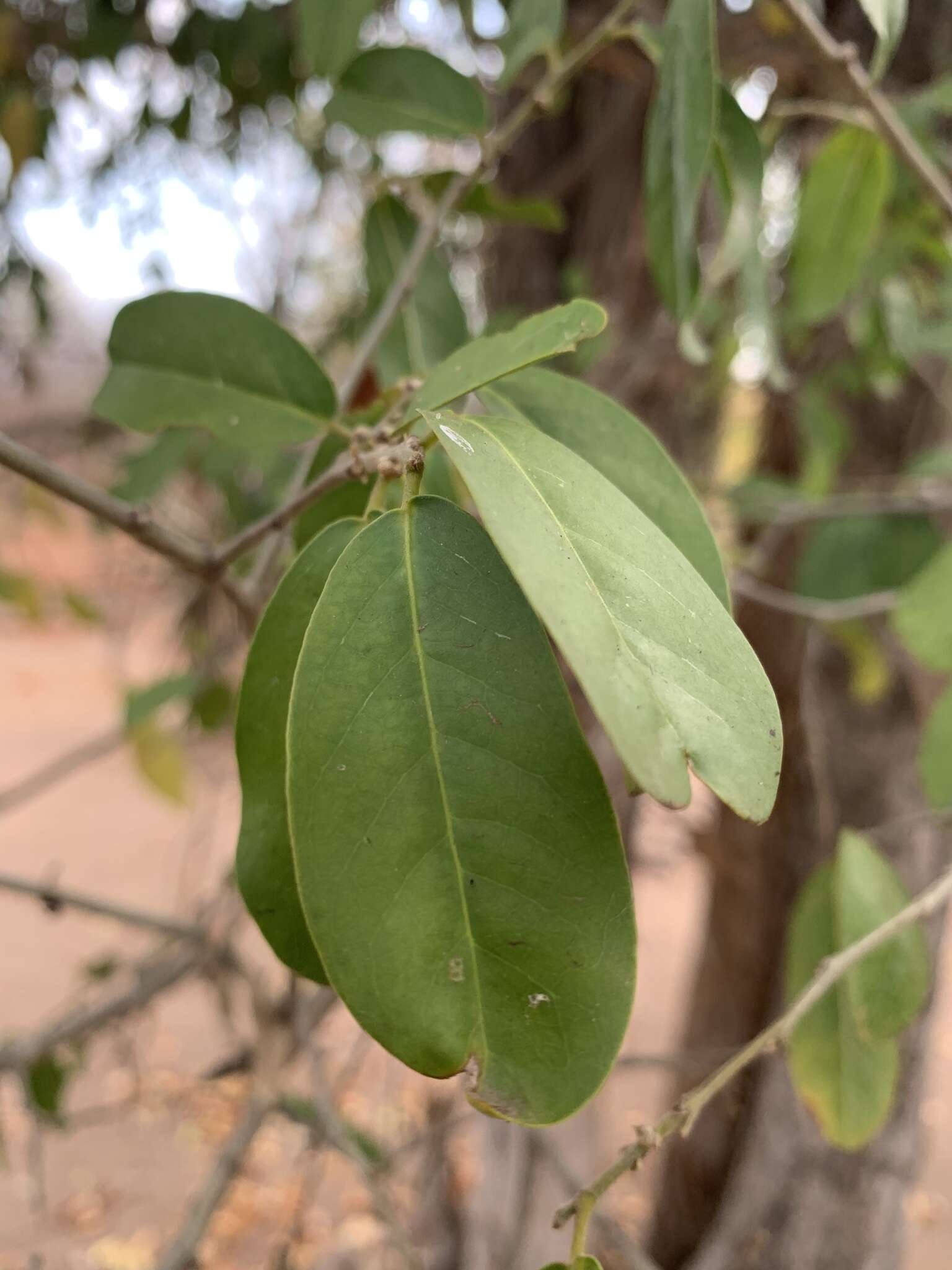 Imagem de Drypetes mossambicensis Hutch.