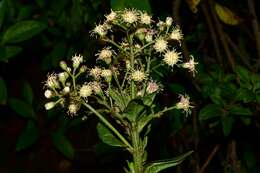 صورة Baccharis multiflora Kunth