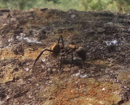 Image of Shimmering Golden Sugar ant