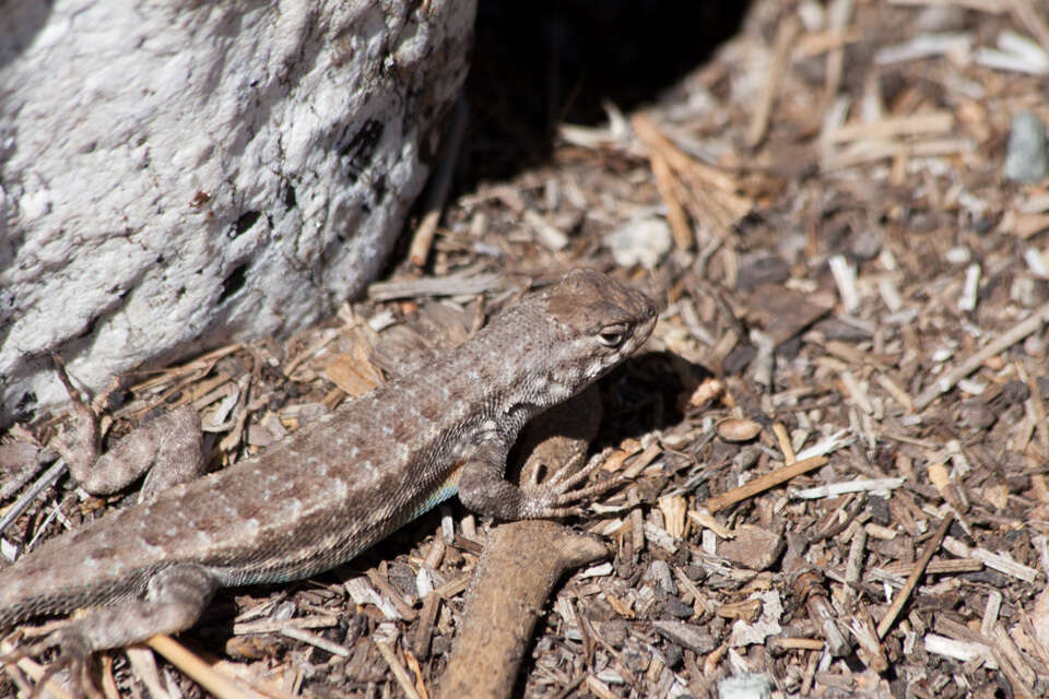 Image of Southern Sagebrush Lizard