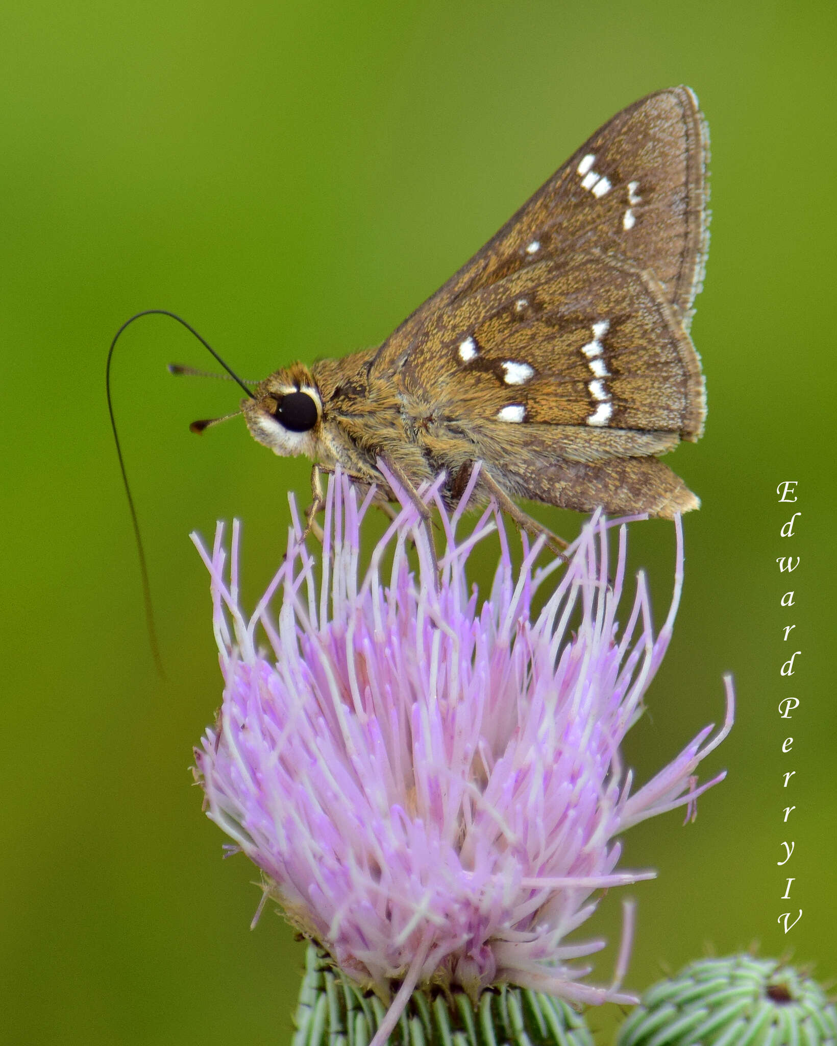 Atrytonopsis loammi Whitney 1876 resmi