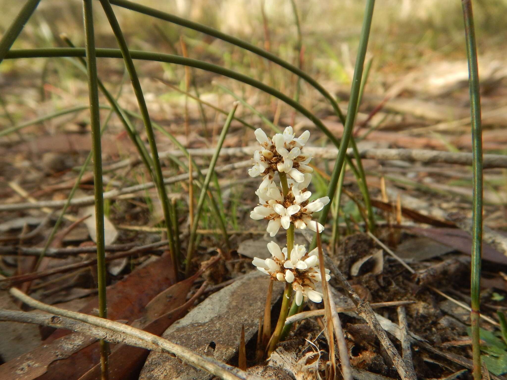 Image de Lomandra juncea (F. Muell.) Ewart