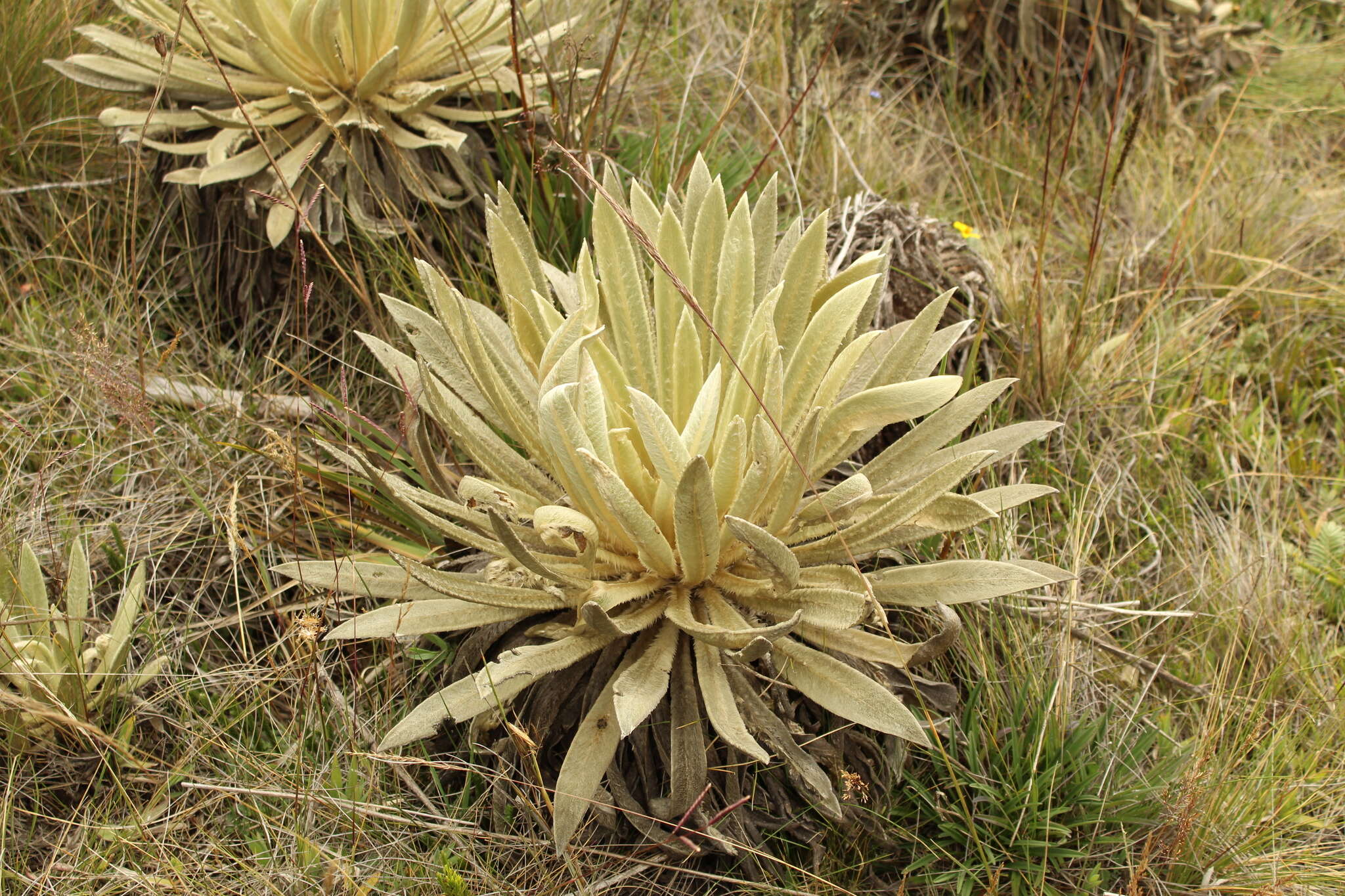 Image of Espeletiopsis muiska (Cuatrec.) Cuatrec.