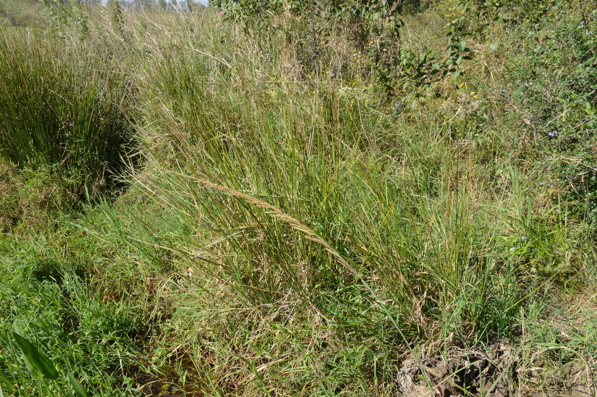 Image of Nealley's Viper Grass