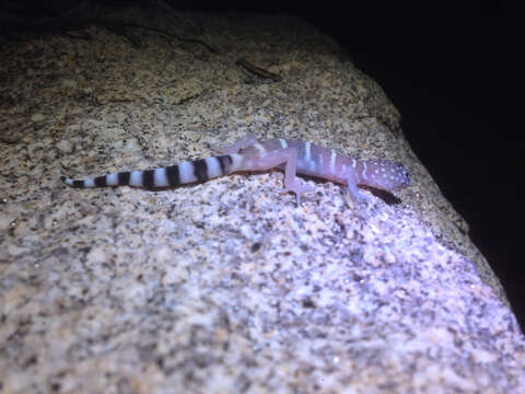 Image of Switak’s Banded Gecko