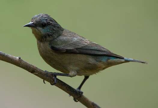 Imagem de Dacnis nigripes Pelzeln 1856