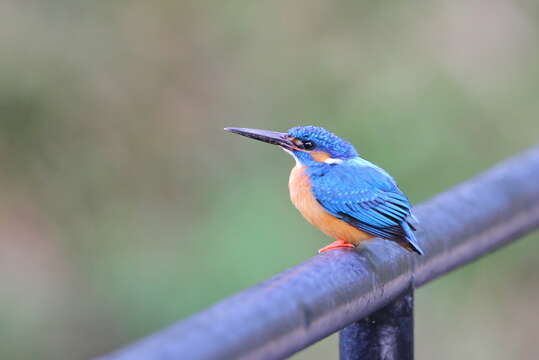 Image of Alcedo atthis taprobana Kleinschmidt & O 1894